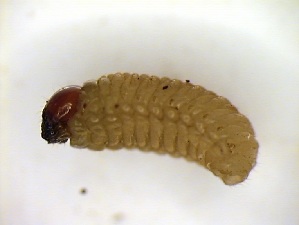  ( - 6396)  @11 [ ] CreativeCommons - Attribution Share-Alike (2025) Courtial Institut National de la Recherche Agronomique, Zoologie Forestiere