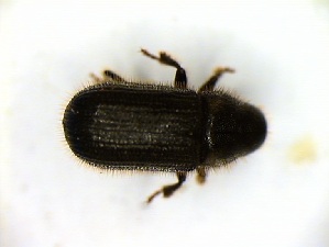  ( - 6400)  @11 [ ] CreativeCommons - Attribution Share-Alike (2025) Courtial Institut National de la Recherche Agronomique, Zoologie Forestiere