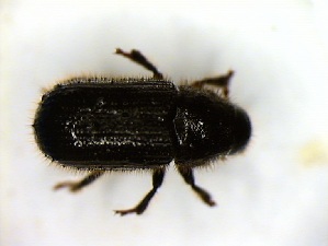  ( - 6401)  @11 [ ] CreativeCommons - Attribution Share-Alike (2025) Courtial Institut National de la Recherche Agronomique, Zoologie Forestiere