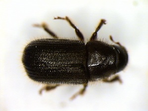  ( - 6402)  @11 [ ] CreativeCommons - Attribution Share-Alike (2025) Courtial Institut National de la Recherche Agronomique, Zoologie Forestiere