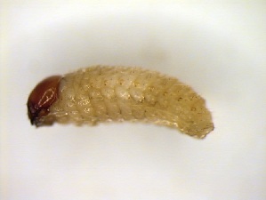  ( - 6405)  @11 [ ] CreativeCommons - Attribution Share-Alike (2025) Courtial Institut National de la Recherche Agronomique, Zoologie Forestiere