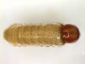  ( - 6406)  @11 [ ] CreativeCommons - Attribution Share-Alike (2025) Courtial Institut National de la Recherche Agronomique, Zoologie Forestiere