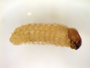  ( - 6407)  @11 [ ] CreativeCommons - Attribution Share-Alike (2025) Courtial Institut National de la Recherche Agronomique, Zoologie Forestiere