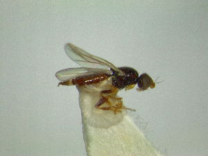  ( - DipMisc104)  @11 [ ] No Rights Reserved (2020) Unspecified AAFC