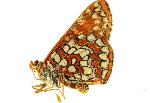  (Euphydryas chalcedona - BIOUG00719-D10)  @13 [ ] CreativeCommons - Attribution Non-Commercial Share-Alike (2011) CBG Photography Group Centre for Biodiversity Genomics