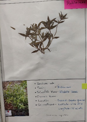  (Spermacoce ocymoides - SO)  @11 [ ] c (2022) Department of biotechnology Fergusson college