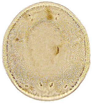  ( - 22. M19_24_2_E12)  @11 [ ] CreativeCommons - Attribution Share-Alike (2021) Unspecified Department of Biology, Faculty of Sciences and Mathematics, Podgorica