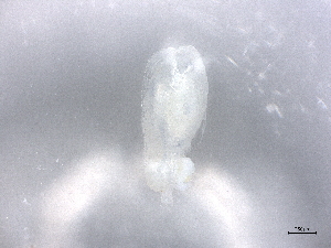  ( - BIOUG72928-B09)  @11 [ ] CreativeCommons - Attribution (2021) CBG Photography Group Centre for Biodiversity Genomics