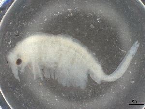  ( - BIOUG74681-D11)  @11 [ ] CreativeCommons - Attribution (2021) CBG Photography Group Centre for Biodiversity Genomics