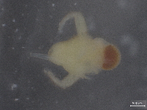  ( - BIOUG74685-H06)  @11 [ ] CreativeCommons - Attribution (2021) CBG Photography Group Centre for Biodiversity Genomics