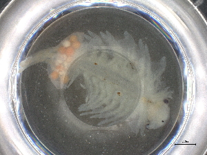  ( - BIOUG74688-D11)  @11 [ ] CreativeCommons - Attribution (2021) CBG Photography Group Centre for Biodiversity Genomics