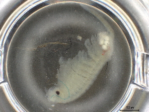  ( - BIOUG74688-D12)  @11 [ ] CreativeCommons - Attribution (2021) CBG Photography Group Centre for Biodiversity Genomics