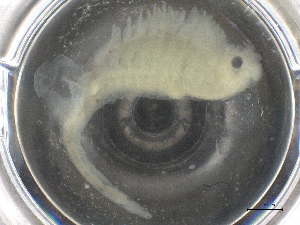  ( - BIOUG74688-E01)  @11 [ ] CreativeCommons - Attribution (2021) CBG Photography Group Centre for Biodiversity Genomics