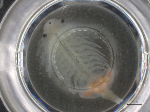  ( - BIOUG74688-E02)  @11 [ ] CreativeCommons - Attribution (2021) CBG Photography Group Centre for Biodiversity Genomics