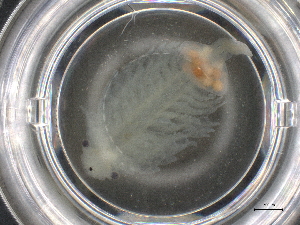  ( - BIOUG74688-E03)  @11 [ ] CreativeCommons - Attribution (2021) CBG Photography Group Centre for Biodiversity Genomics