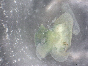  ( - BIOUG74696-B07)  @11 [ ] CreativeCommons - Attribution (2021) CBG Photography Group Centre for Biodiversity Genomics