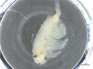  ( - BIOUG74696-G01)  @11 [ ] CreativeCommons - Attribution (2021) CBG Photography Group Centre for Biodiversity Genomics