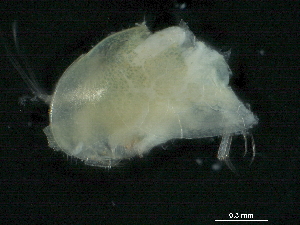  ( - CHARS00293-A12)  @11 [ ] CreativeCommons - Attribution (2019) CBG Photography Group Centre for Biodiversity Genomics