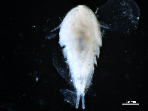  ( - CHARS00293-H03)  @11 [ ] CreativeCommons - Attribution (2019) CBG Photography Group Centre for Biodiversity Genomics