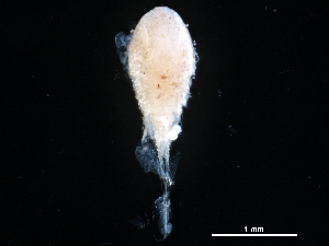  ( - CHARS00293-H04)  @11 [ ] CreativeCommons - Attribution (2019) CBG Photography Group Centre for Biodiversity Genomics