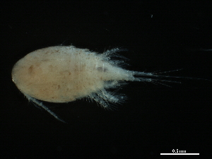  ( - CHARS00296-A05)  @11 [ ] CreativeCommons - Attribution (2019) CBG Photography Group Centre for Biodiversity Genomics