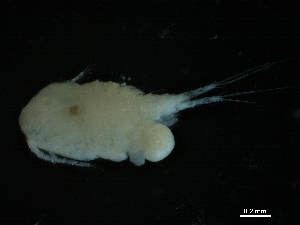  ( - CHARS00296-A06)  @11 [ ] CreativeCommons - Attribution (2019) CBG Photography Group Centre for Biodiversity Genomics