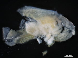  ( - CHARS00296-B02)  @11 [ ] CreativeCommons - Attribution (2019) CBG Photography Group Centre for Biodiversity Genomics