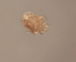  ( - CCDB-3867-G02)  @11 [ ] CreativeCommons - Attribution Share-Alike (2020) Unspecified Department of Biology, Faculty of Sciences and Mathematics, Podgorica