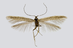  (Coleophora irinae - NMPC-LEP-0430)  @11 [ ] CreativeCommons - Attribution Non-Commercial Share-Alike (2019) Jan Sumpich National Museum of Natural History, Prague
