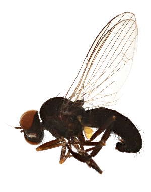 (Callomyia amoena - NMPC-DIP-0011)  @14 [ ] CreativeCommons - Attribution Non-Commercial Share-Alike (2016) Dominik Vondracek National Museum of Natural History, Prague