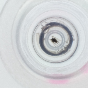  ( - DODD_013_H11)  @11 [ ] by  Genome Research Ltd as Wellcome Sanger Institute Genome Research Limited operating as Wellcome Sanger Institute