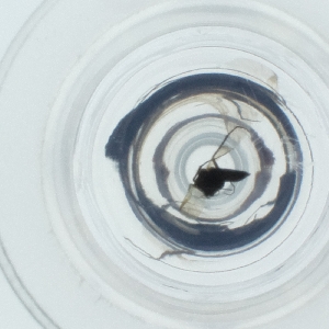  ( - DODD_014_B5)  @11 [ ] by  Genome Research Ltd as Wellcome Sanger Institute Genome Research Limited operating as Wellcome Sanger Institute