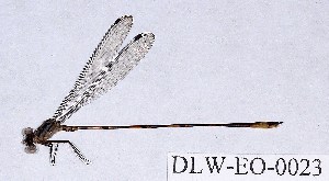  (Heteragrionidae - DLW-EO-0023)  @14 [ ] CreativeCommons - Attribution Non-Commercial (2014) William Haber University of Connecticut, Storrs, CT
