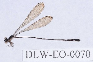  (Drepanoneura c.f. peruviensis - DLW-EO-0070)  @13 [ ] CreativeCommons - Attribution Non-Commercial (2014) William Haber University of Connecticut, Storrs, CT