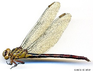  (Aphylla dentata cf - WH-EO-0013)  @11 [ ] CreativeCommons - Attribution Non-Commercial (2014) William Haber University of Connecticut, Storrs, CT