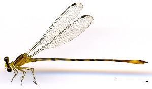  (Heteragrion cooki - WH-EO-127)  @11 [ ] CreativeCommons  Attribution Non-Commercial (by-nc) (2017) William Haber University of Connecticut