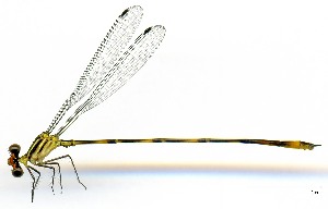  (Heteragrion sp. D - WH-EO-129)  @11 [ ] CreativeCommons  Attribution Non-Commercial (by-nc) (2017) William Haber University of Connecticut