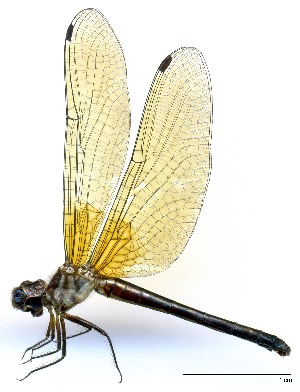  (Macrothemis cf. inequiunguis sp. A - WH-EO-151)  @11 [ ] CreativeCommons  Attribution Non-Commercial (by-nc) (2017) William Haber University of Connecticut