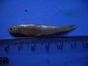  ( - DO-KU003)  @12 [ ] Unspecified (default): All Rights Reserved  Unspecified Unspecified