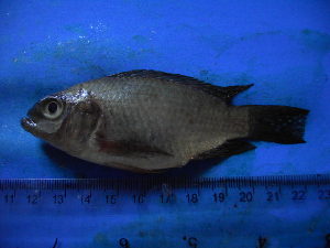  (Oreochromis leucostictus - DO-LK016)  @13 [ ] Unspecified (default): All Rights Reserved  Unspecified Unspecified