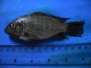  (Oreochromis sp - DO-LK017)  @13 [ ] Unspecified (default): All Rights Reserved  Unspecified Unspecified