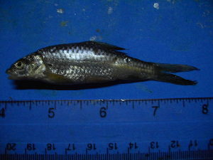  ( - DO-NYU023)  @12 [ ] Unspecified (default): All Rights Reserved  Unspecified Unspecified