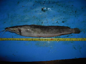  ( - DO-YM006)  @13 [ ] Unspecified (default): All Rights Reserved  Unspecified Unspecified