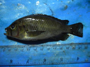  (Haplochromis nubilus - DO-YM028)  @12 [ ] Unspecified (default): All Rights Reserved  Unspecified Unspecified