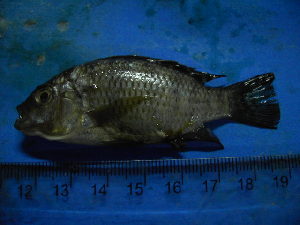  (Tilapia sp. 1DO - DO-YM030)  @11 [ ] Unspecified (default): All Rights Reserved  Unspecified Unspecified