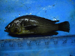  (Haplochromis - DO-YM034)  @12 [ ] Unspecified (default): All Rights Reserved  Unspecified Unspecified