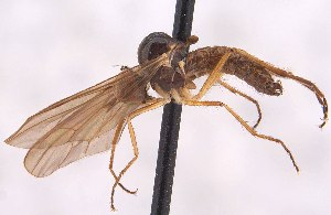  (Leptopeza antennalis - CNC905934)  @11 [ ] No Rights Reserved (nrr) (2025) Unspecified CNC
