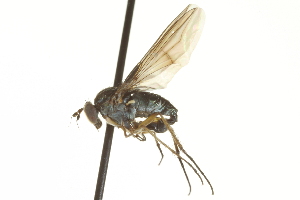  ( - CNC DIPTERA 163477)  @12 [ ] CreativeCommons - Attribution (2012) CNC/CBG Photography Group Centre for Biodiversity Genomics
