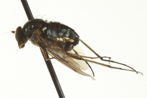  ( - CNC DIPTERA 163479)  @12 [ ] CreativeCommons - Attribution (2012) CNC/CBG Photography Group Centre for Biodiversity Genomics