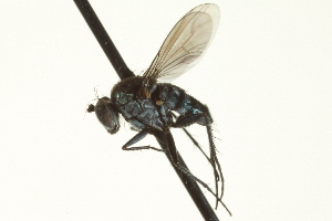  (Tachytrechus sp. SEB2 - CNC DIPTERA 163491)  @13 [ ] CreativeCommons - Attribution (2012) CNC/CBG Photography Group Centre for Biodiversity Genomics